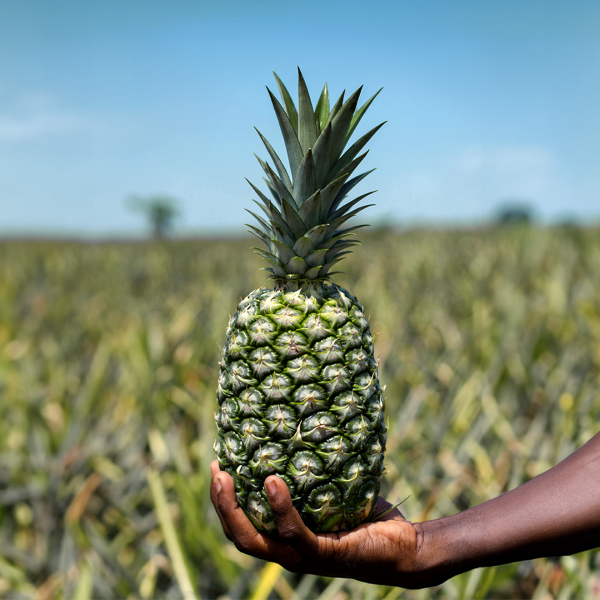 seeberger-silver-label-ananas-sans-sucre-ajout-100-g image 5